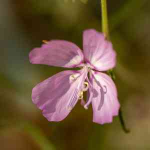 Dudley's clarkia(Clarkia dudleyana)