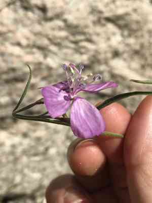 Dudley's clarkia(Clarkia dudleyana)