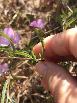 Dudley's clarkia(Clarkia dudleyana)