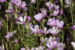 Dudley's clarkia(Clarkia dudleyana)