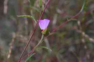 Presidio clarkia(Clarkia franciscana)