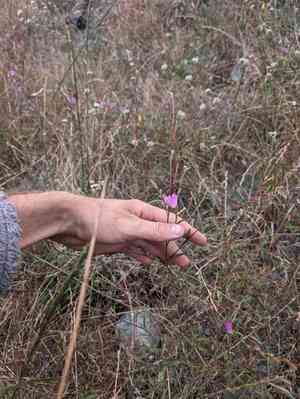 Presidio clarkia(Clarkia franciscana)