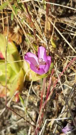 Presidio clarkia(Clarkia franciscana)