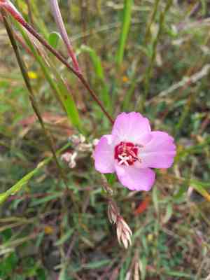 Presidio clarkia(Clarkia franciscana)