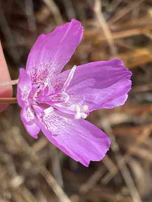 Lewis' clarkia(Clarkia lewisii)