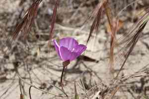 Lewis' clarkia(Clarkia lewisii)