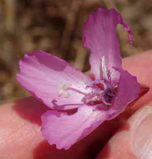 Lewis' clarkia(Clarkia lewisii)