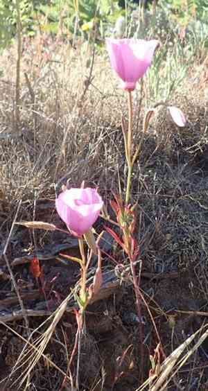 Lewis' clarkia(Clarkia lewisii)