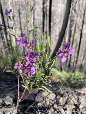 Mildred's clarkia(Clarkia mildrediae)