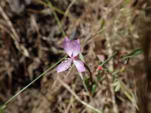 Waltham creek clarkia(Clarkia modesta)