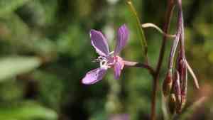 Waltham creek clarkia(Clarkia modesta)