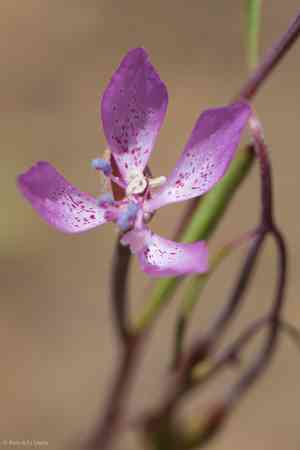 Waltham creek clarkia(Clarkia modesta)