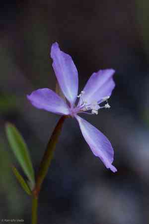 Waltham creek clarkia(Clarkia modesta)