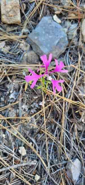 Pinkfairies(Clarkia pulchella)