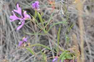 Pinkfairies(Clarkia pulchella)
