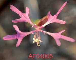 Pinkfairies(Clarkia pulchella)