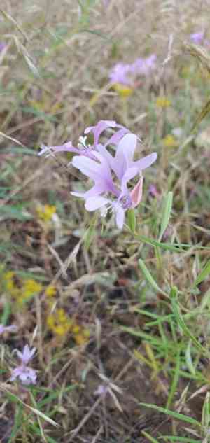 Pinkfairies(Clarkia pulchella)