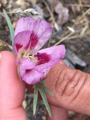 Redspot clarkia(Clarkia speciosa)