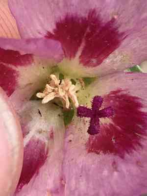 Redspot clarkia(Clarkia speciosa)