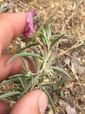 Redspot clarkia(Clarkia speciosa)
