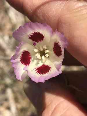 Redspot clarkia(Clarkia speciosa)