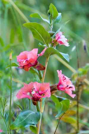 Elegant clarkia(Clarkia unguiculata)