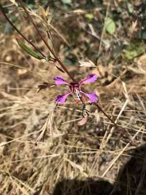 Elegant clarkia(Clarkia unguiculata)