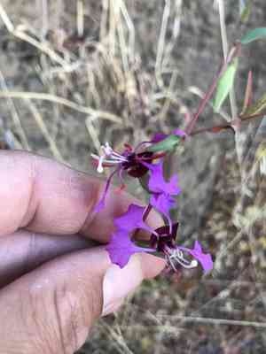 Elegant clarkia(Clarkia unguiculata)