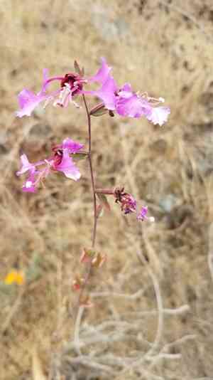 Elegant clarkia(Clarkia unguiculata)