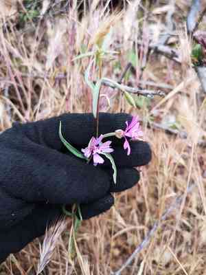 Gunsight clarkia(Clarkia xantiana)