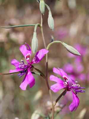Gunsight clarkia(Clarkia xantiana)