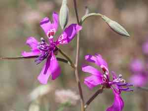Gunsight clarkia(Clarkia xantiana)