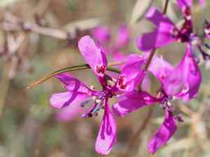 Gunsight clarkia(Clarkia xantiana)
