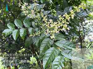 Wampi(Clausena lansium)