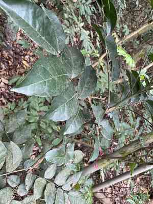 Wampi(Clausena lansium)