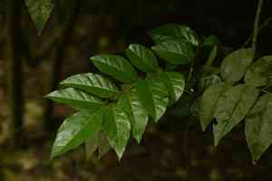 Wampi(Clausena lansium)