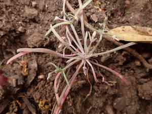 Serpentine spring-beauty(Claytonia exigua)