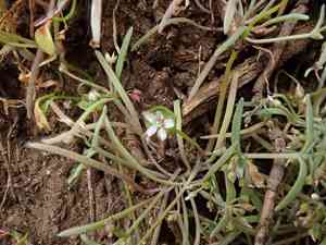 Serpentine spring-beauty(Claytonia exigua)