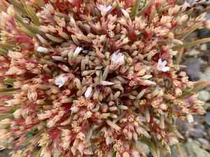 Serpentine spring-beauty(Claytonia exigua)