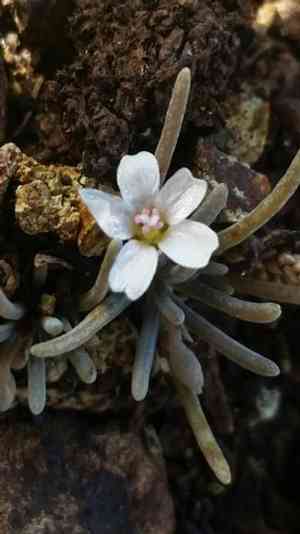 Serpentine spring-beauty(Claytonia exigua)