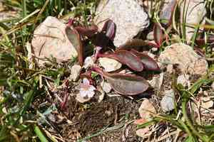 Sierra springbeauty(Claytonia nevadensis)