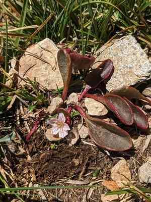 Sierra springbeauty(Claytonia nevadensis)