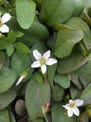Sierra springbeauty(Claytonia nevadensis)