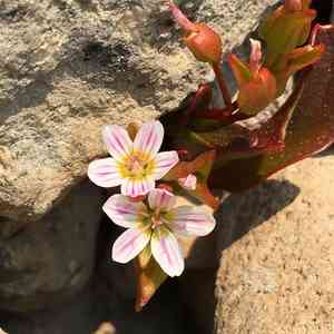 Sierra springbeauty(Claytonia nevadensis)