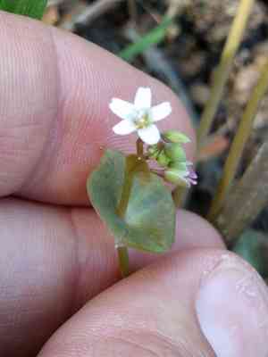 Streambank spring beauty(Claytonia parviflora)
