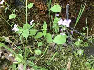 Streambank spring beauty(Claytonia parviflora)