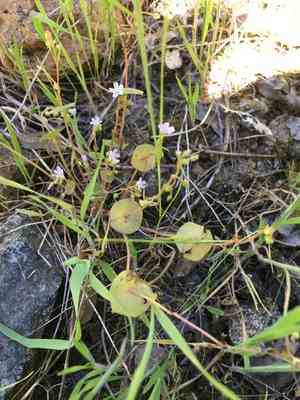 Streambank spring beauty(Claytonia parviflora)