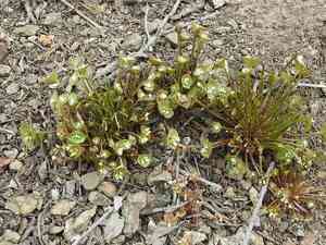 Streambank spring beauty(Claytonia parviflora)
