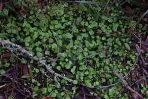 Miner's lettuce(Claytonia perfoliata)