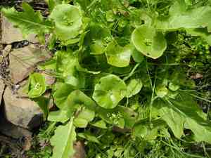 Miner's lettuce(Claytonia perfoliata)